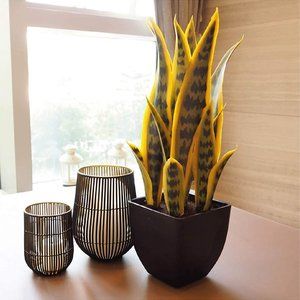New 16” Snake Plant